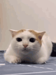 Cat Blink Ruocgiff GIF - Cat Blink Ruocgiff Bui Quang Lan GIFs