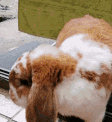 bunny flan