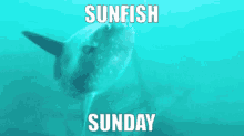 Sunfish Sunday GIF