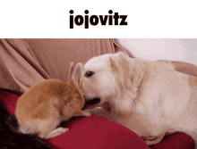 Jojovitz Bunny GIF - Jojovitz Bunny Dog GIFs