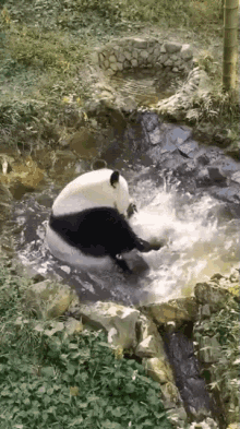 Panda Shower GIF