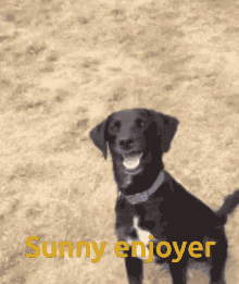 a picture of a black dog with the words sunny enjoyer on it