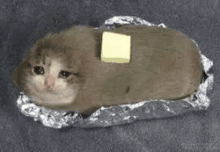 a cat is wrapped in tin foil with a piece of butter on top .