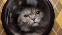 Argyllemovie Cat GIF - Argyllemovie Cat GIFs