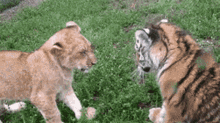 Tiger Lion GIF - Tiger Lion Baby GIFs