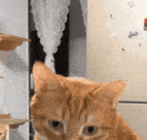 大黃 大黃可愛 GIF - 大黃 大黃可愛 Cat GIFs