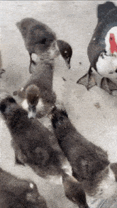 a group of ducklings are standing next to each other on a concrete surface