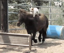 hop horse ride travel dog