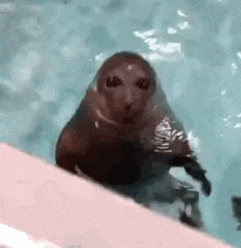 a seal is swimming in a pool and looking at the camera with a surprised look on its face .