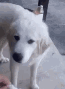Cachorro Disgusted GIF - Cachorro Disgusted Nojo GIFs