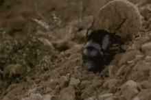 bug rolling poop dung pushing