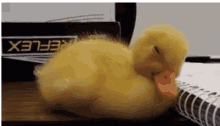 Sleepy Duckling Tired GIF