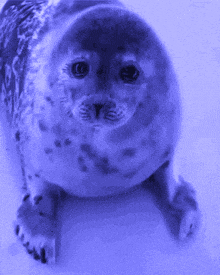 a seal is laying down and looking at the camera in a blue background