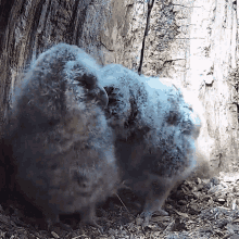 Nuzzling Tawny Owl GIF - Nuzzling Tawny Owl Robert E Fuller GIFs