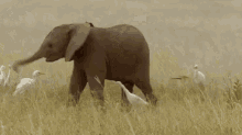 Elephant Elecopter GIF - Elephant Elecopter Animals GIFs
