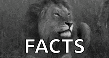 a black and white photo of a lion and the words `` facts '' .