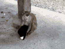 Monkey Cat GIF - Monkey Cat Carry GIFs