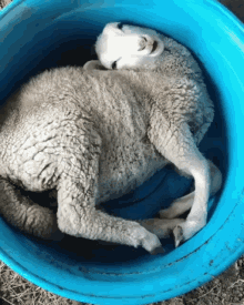 Sheep In Basin Funny Animals GIF