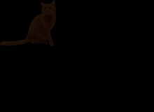 James The Cat GIF