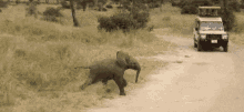 Baby Elephant GIF - Baby Elephant Running GIFs