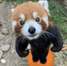 The Wize Red Panda GIF - The wize Red panda Wubby - Discover & Share GIFs