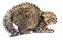 a cat with a very fluffy tail is looking to the right