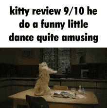 kitty review kitty cat review cat dancing cat