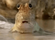 a close up of a fish with big eyes making a funny face in the water .