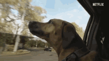 dog dogs pet feel fresh air dog in car