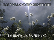 a picture of a field of flowers with a foreign language caption