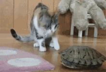 Cats Turtle GIF