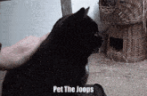 Pet Cat GIF - Pet Cat Balck Cat GIFs