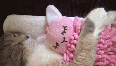 Too Cute GIF - Cat Hug Cuddle - Discover & Share GIFs
