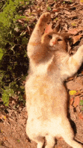 a cat is laying on its back with its paws up
