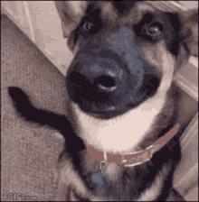 Balenciagaval Dog GIF - Balenciagaval Dog Smiling GIFs
