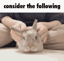 Consider The Following Petting Rabbit GIF - Consider The Following Petting Rabbit Pat GIFs