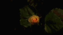 फूल सुबह सुप्रभात खिलना महकअद्भुत GIF - Bloosom Bloom Flower GIFs