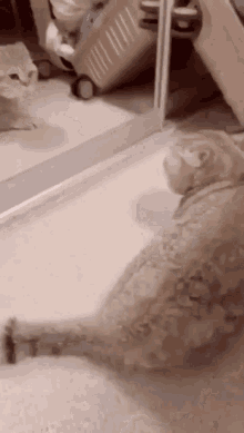 Cat Scared GIF - Cat Scared Mirror GIFs