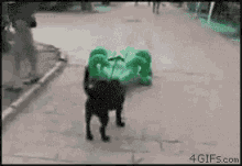 Dog Tied GIF - Dog Tied Scared GIFs
