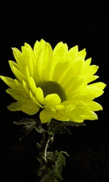 Yellow Flower GIF