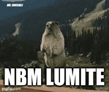 a groundhog standing on its hind legs with the words " nbm lumite " above it