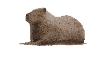 a large furry animal is laying down on a white surface