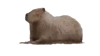 a large furry animal is laying down on a white surface