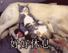 好好休息 GIF - Relax Rest Nap GIFs