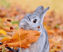 bunny happy october autumn leaves falling fall season