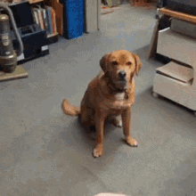 Stop Trying To Make Fetch Happen. GIF - Dog Catch Fetch GIFs