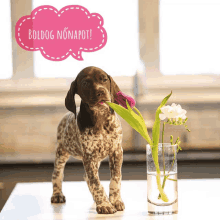 Using Gifs To Introduce You To Dog Days 