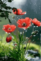 a painting of red flowers in the rain with water drops on them