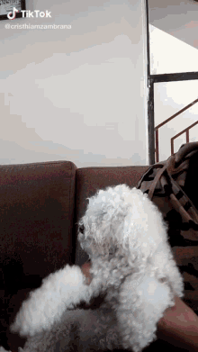 a tiktok video of a person playing with a small white dog on a couch