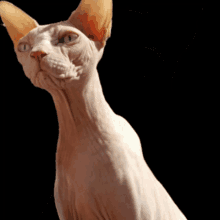 Sphynx Cat GIF - Sphynx Cat GIFs